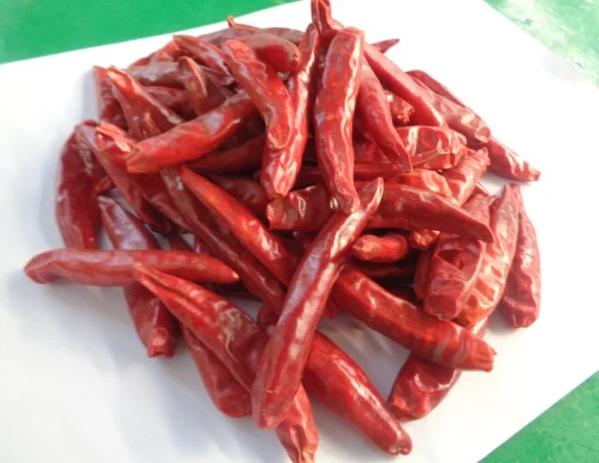 Condimento picante inteiro fresco picareta seca vermelha redonda pimentão vermelho baixo preço
