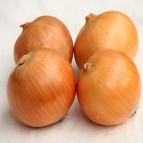 Cebola fresca para venda preço barato cebola vegetal fresca chinesa cebola amarela fresca de alta qualidade