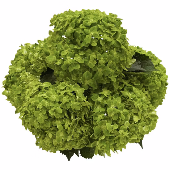 Fornecedor de rosas de flores de jardim de hortênsias de flor verde cortada fresca esmeralda